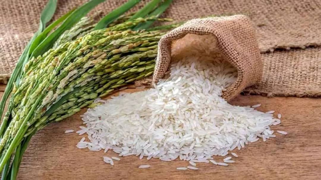 تصویر 1 از فروش برنج کامفیروزی بهترین قیمت